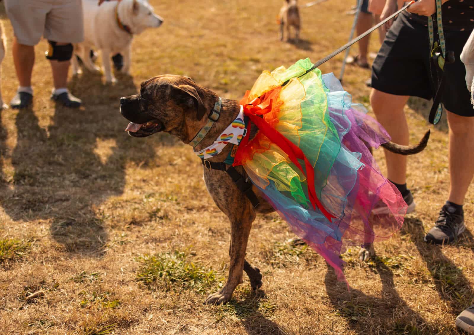 2023 Big Gay Dog Walk, by KZ Photography